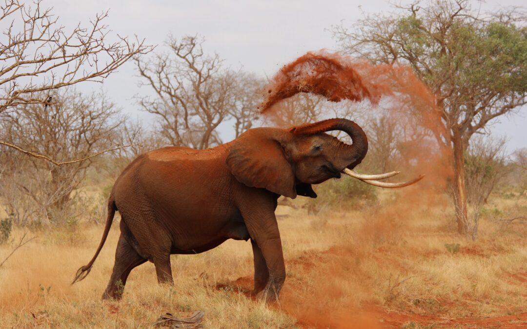 Zoom sur le Parc National de Tsavo et sa terre rouge