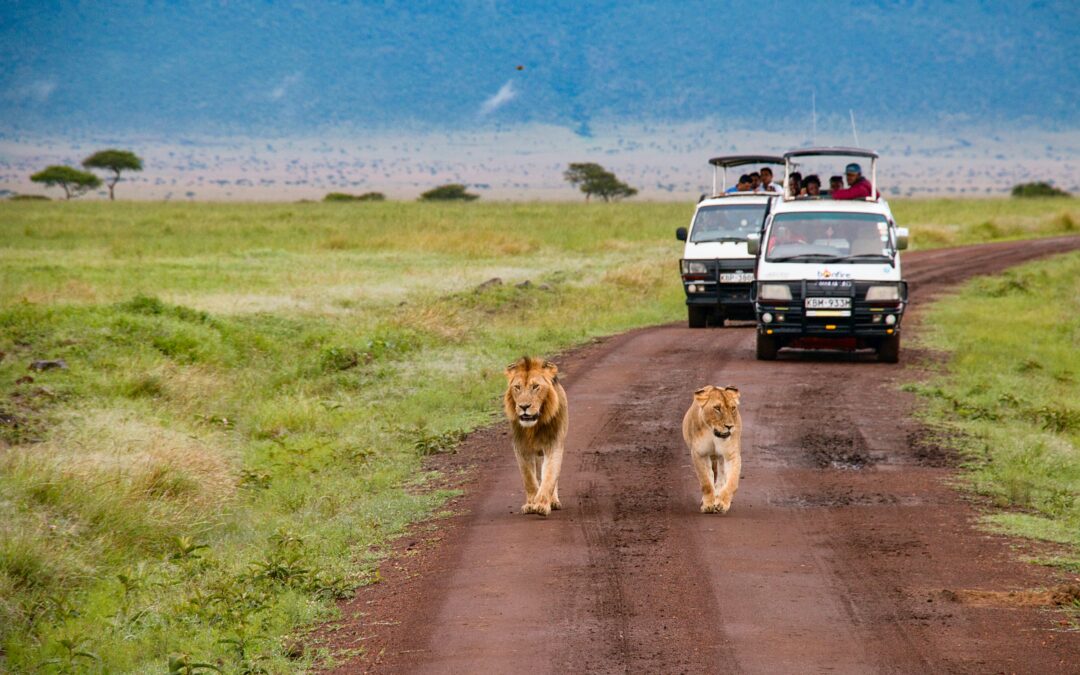 Safari Kenya