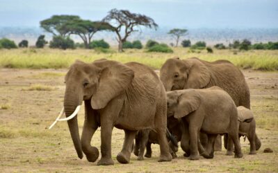 Partir à l’aventure dans le Parc Amboseli