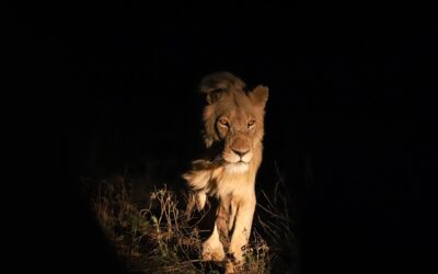 Pourquoi faire un Safari de Nuit