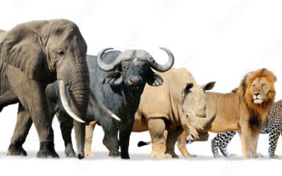 Qui sont les Les Big Five